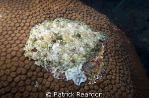 ...closer inspection reveals this Peacock flounder doing ... by Patrick Reardon 